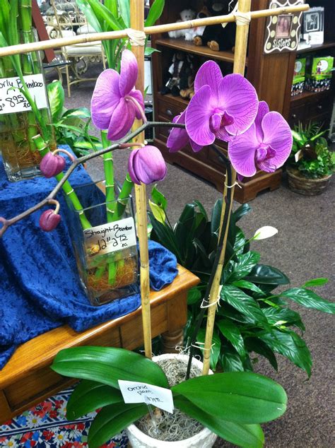 gift orchid plants